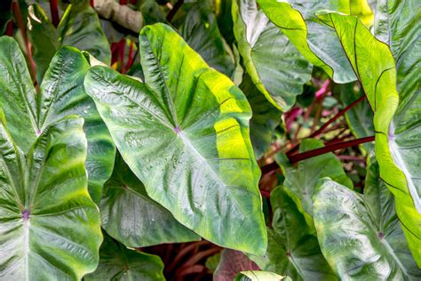 Elephant ears .
